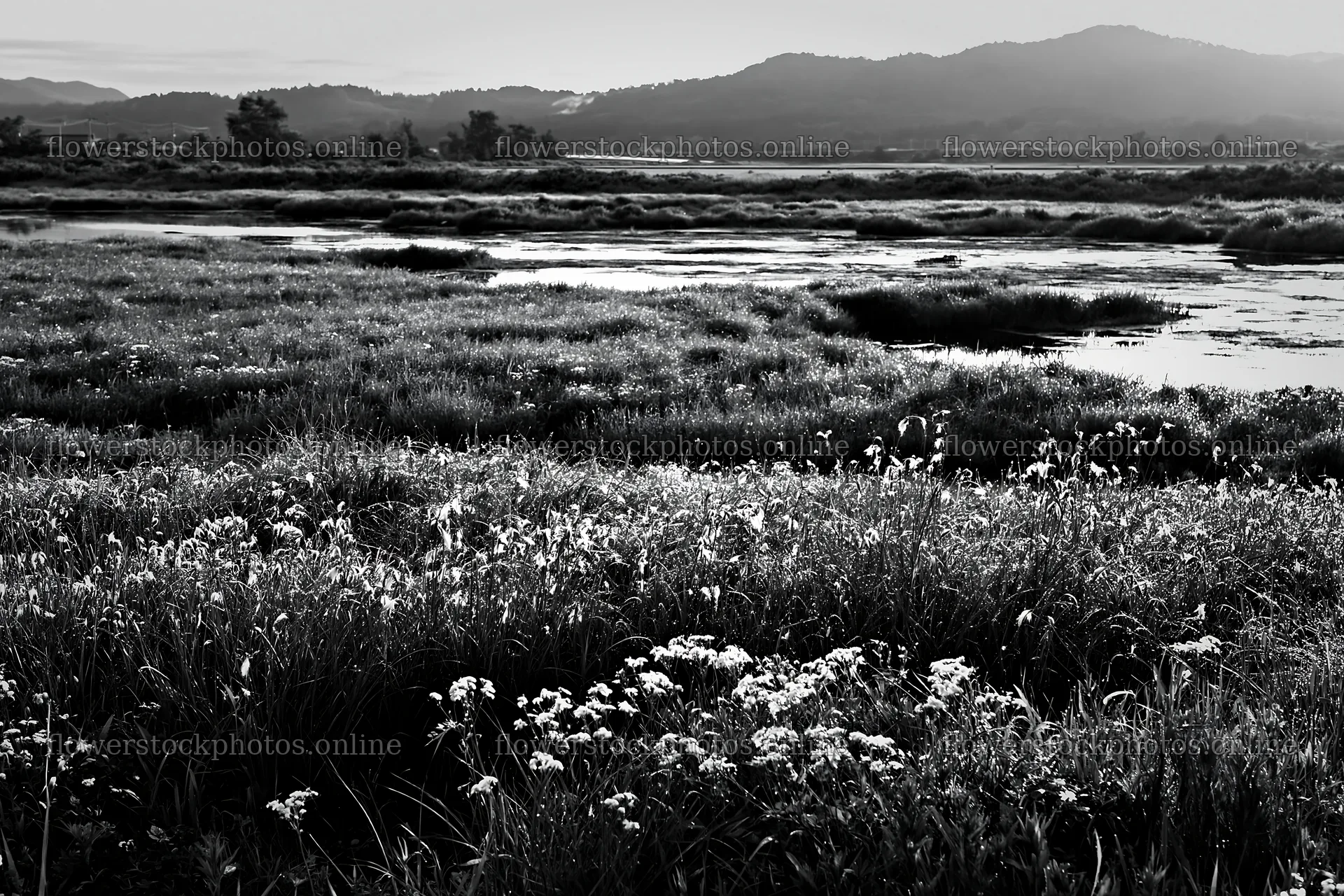 Niigata floodplain restoration meadow dew foreground – flower stock photos 9722x6480