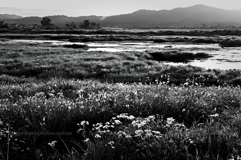 Niigata floodplain restoration meadow dew foreground – flower stock photos 9722x6480
