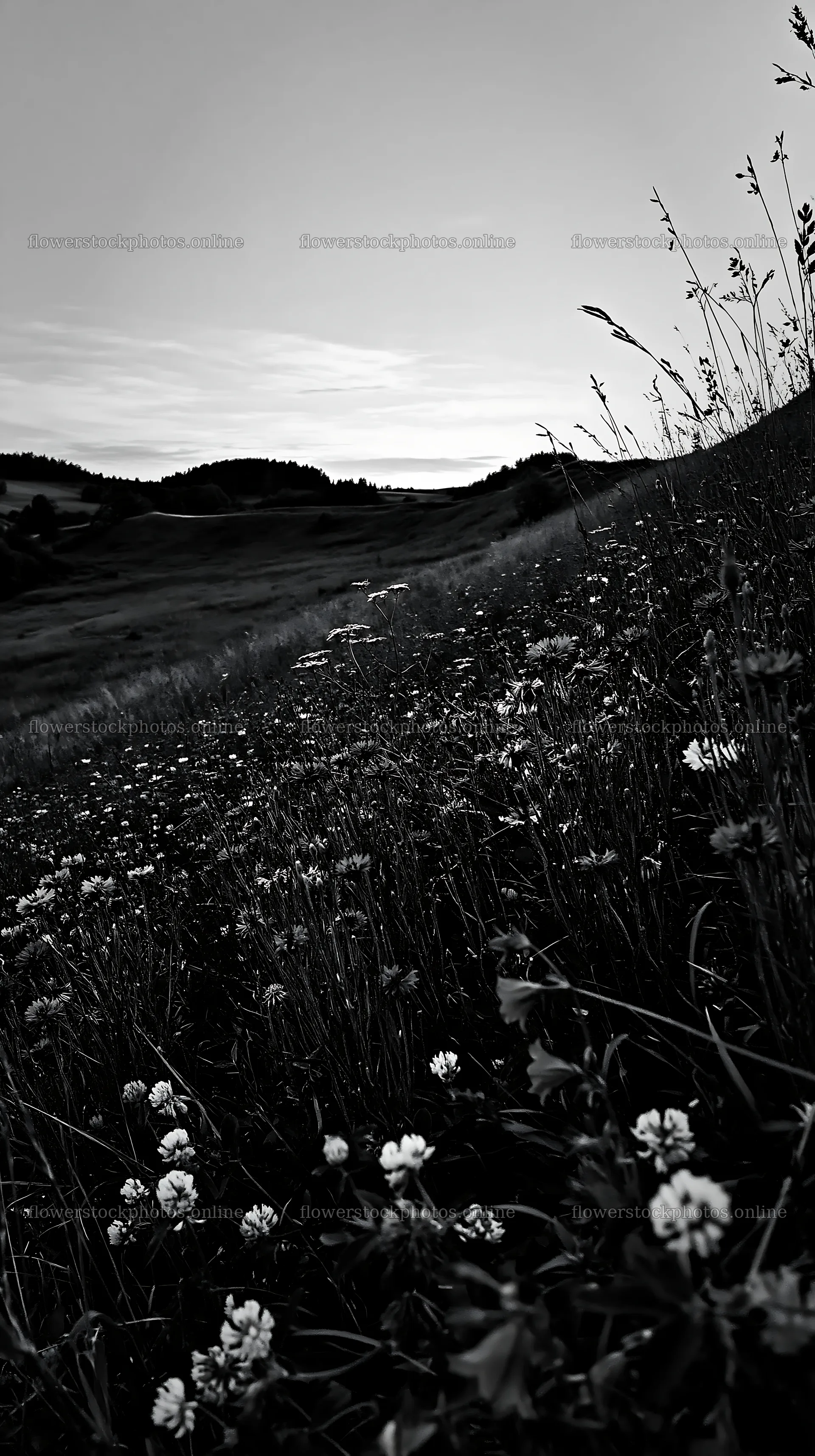 Clover cornflower meadow at dusk on rolling hills – flower stock photos 5938x10608