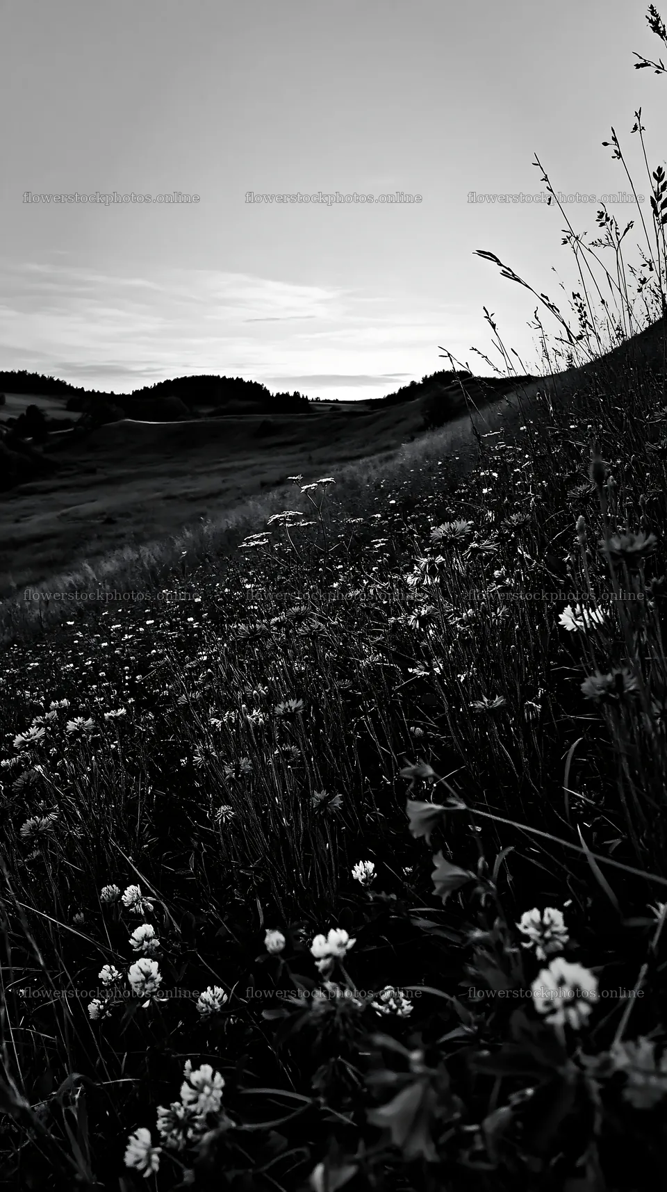 Clover cornflower meadow at dusk on rolling hills – flower stock photos 5938x10608