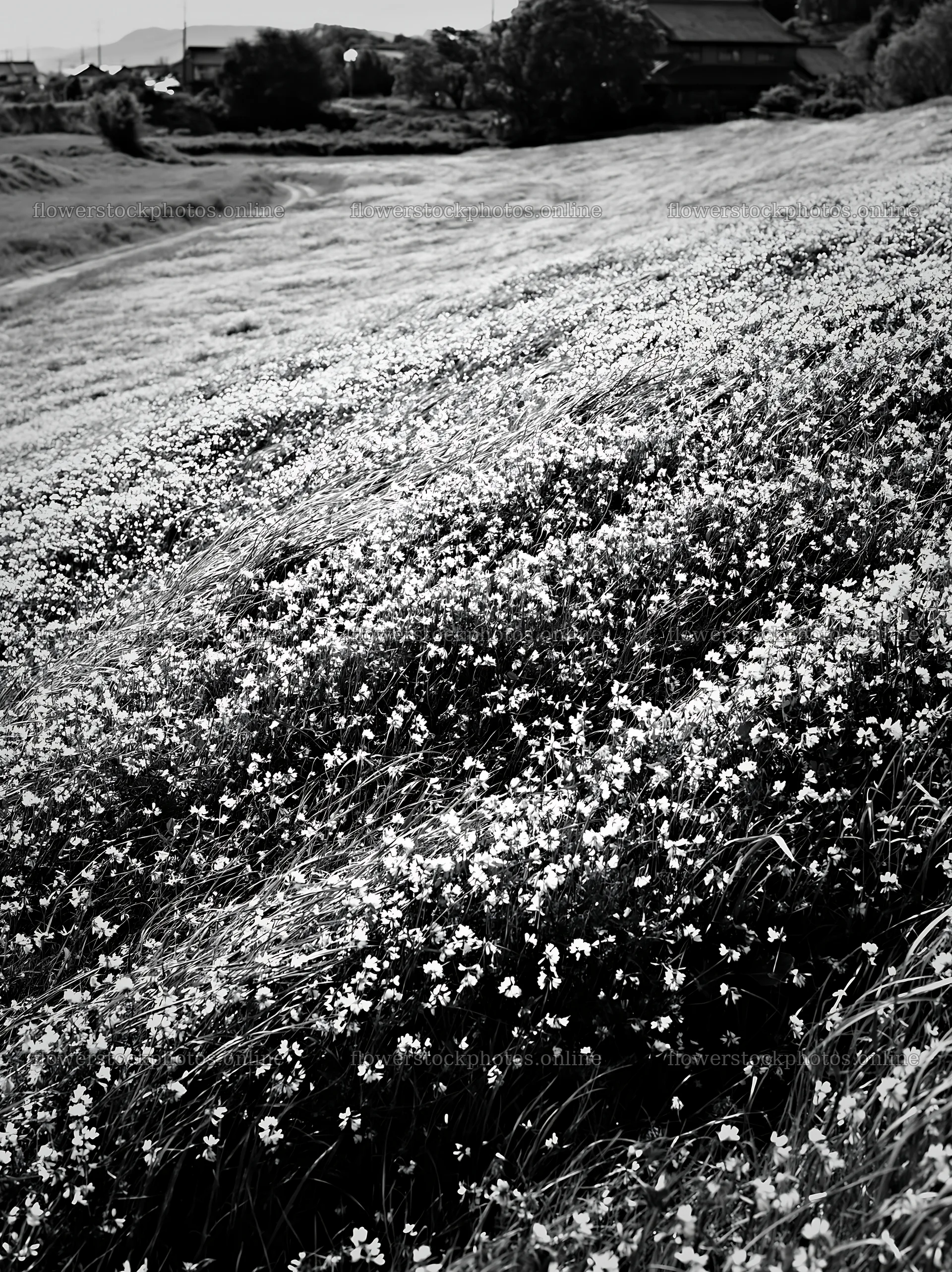 Fukuoka spring meadow fallen blossom foreground – flower stock photos 6866x9174
