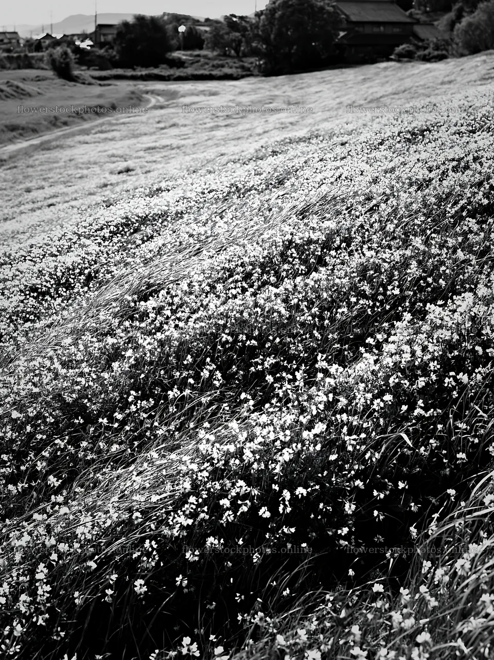 Fukuoka spring meadow fallen blossom foreground – flower stock photos 6866x9174