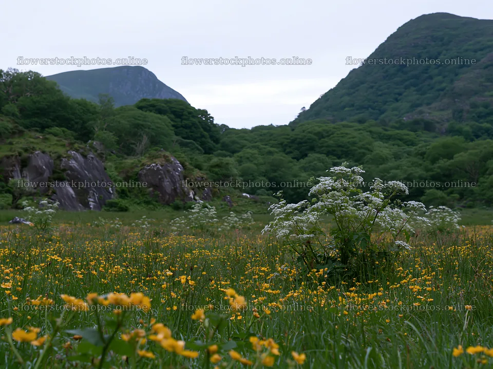 Star-filled meadow with mountains and flowers at twilight – flower stock photos 9174x6866